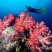 coral_soft_ni_h_0705_png1610.jpg